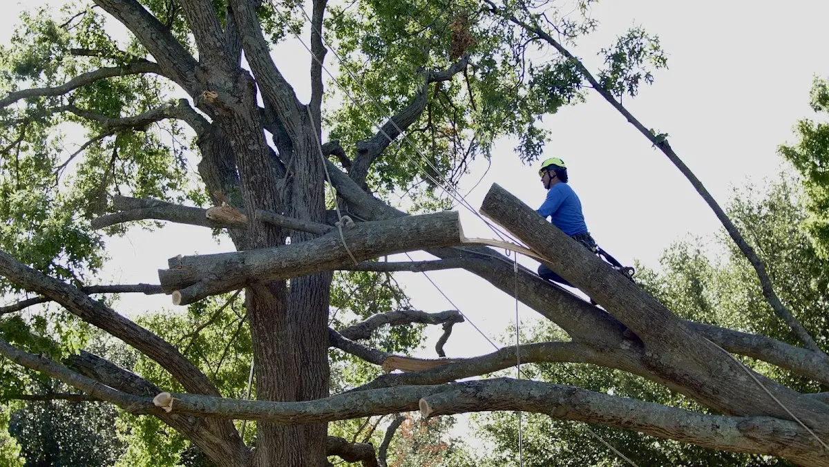 Professional Crown Thinning performed by certified arborists in Dolgeville
