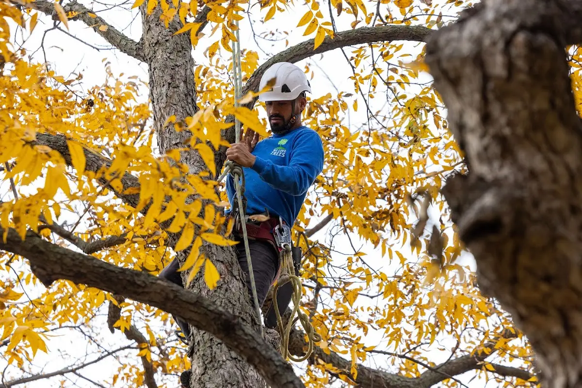 Skilled Tree Pruning crew working in Dolgeville